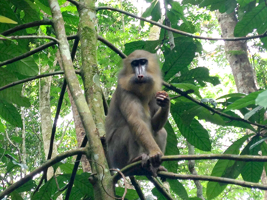 mandrill au Gabon