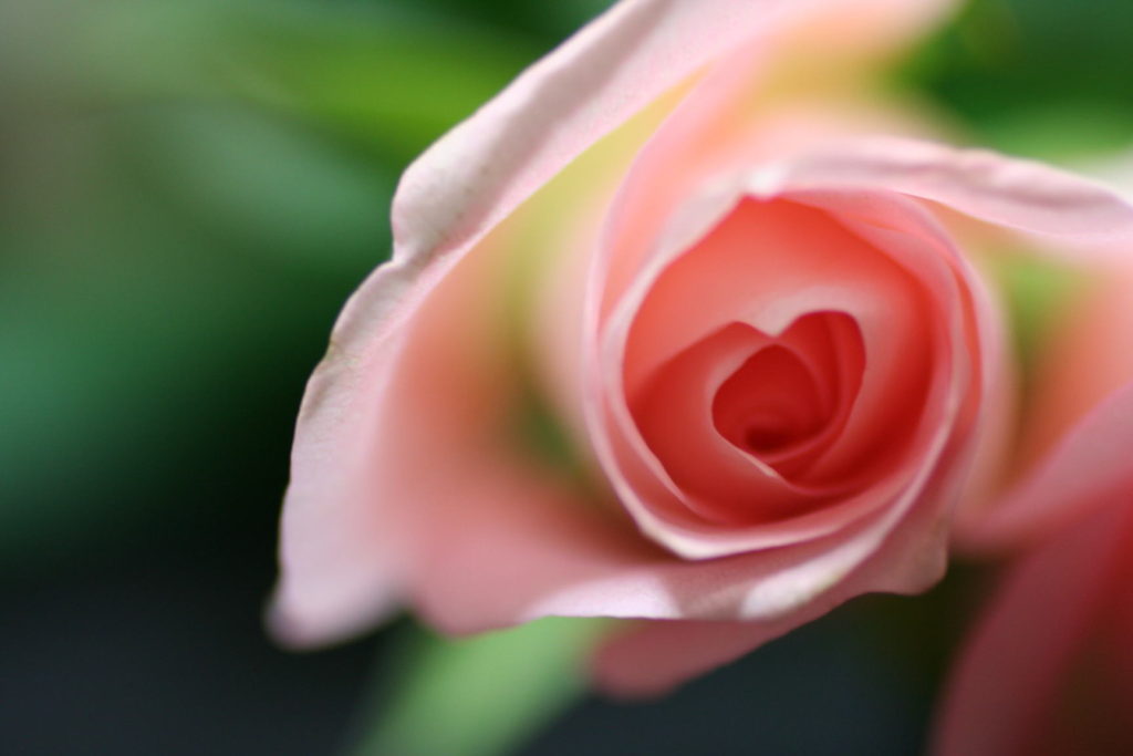 Rose, pour ouvrir ton cœur à l'amour et y croire à nouveau