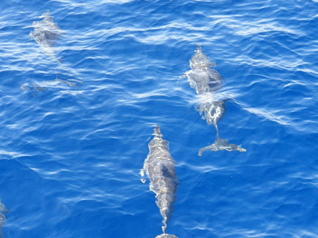 nager avec les dauphins en egypte baie de sataya