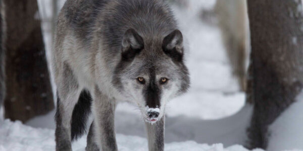 louve dans la neige