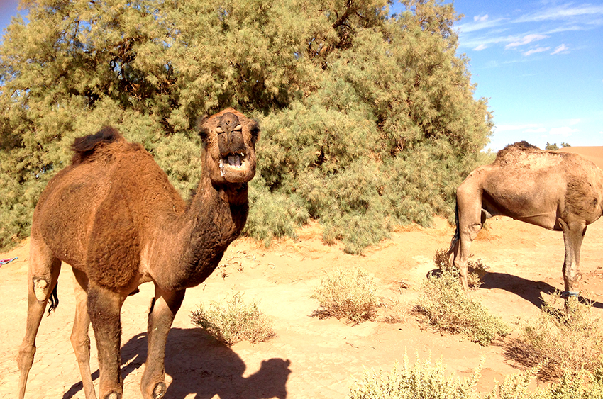 voyage desert maroc