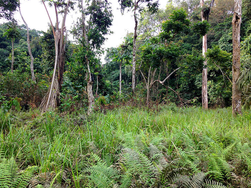 forêt vierge