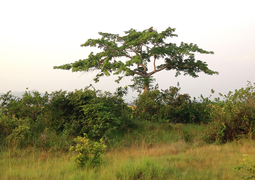 arbre de la savane