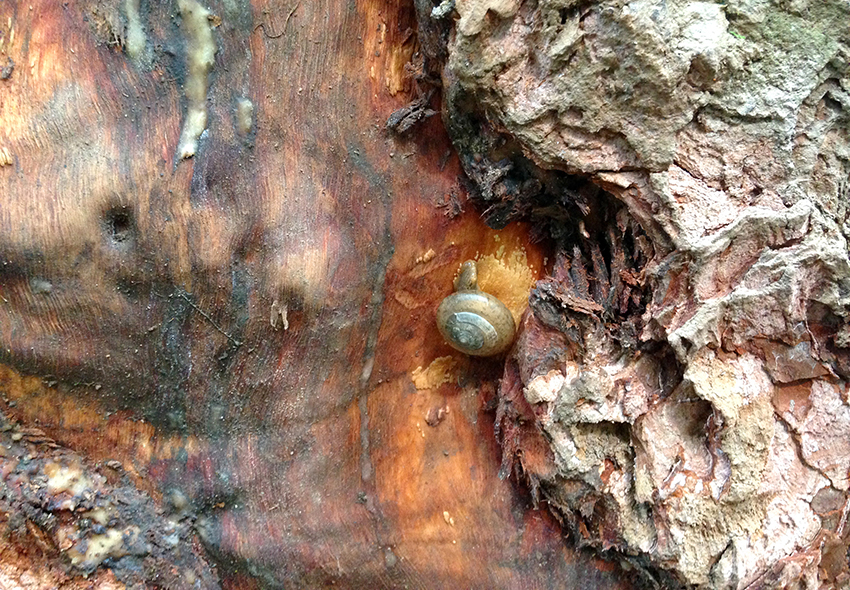 escargot sur un tronc