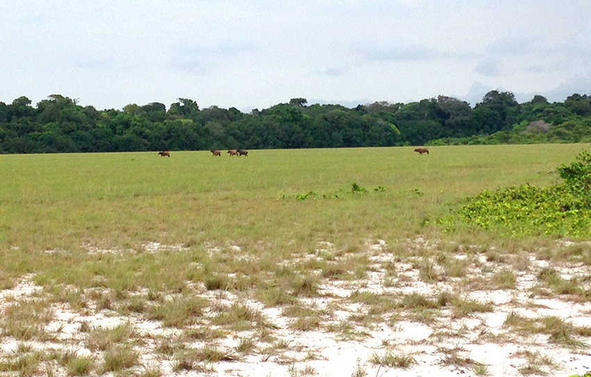 buffles dans la savane