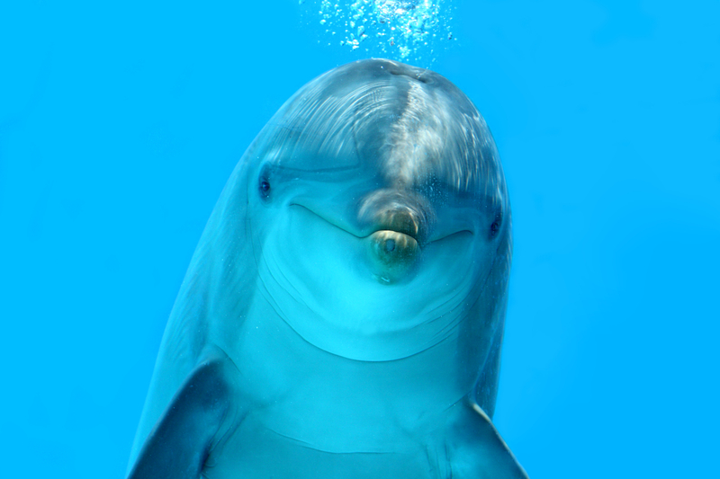 dauphin