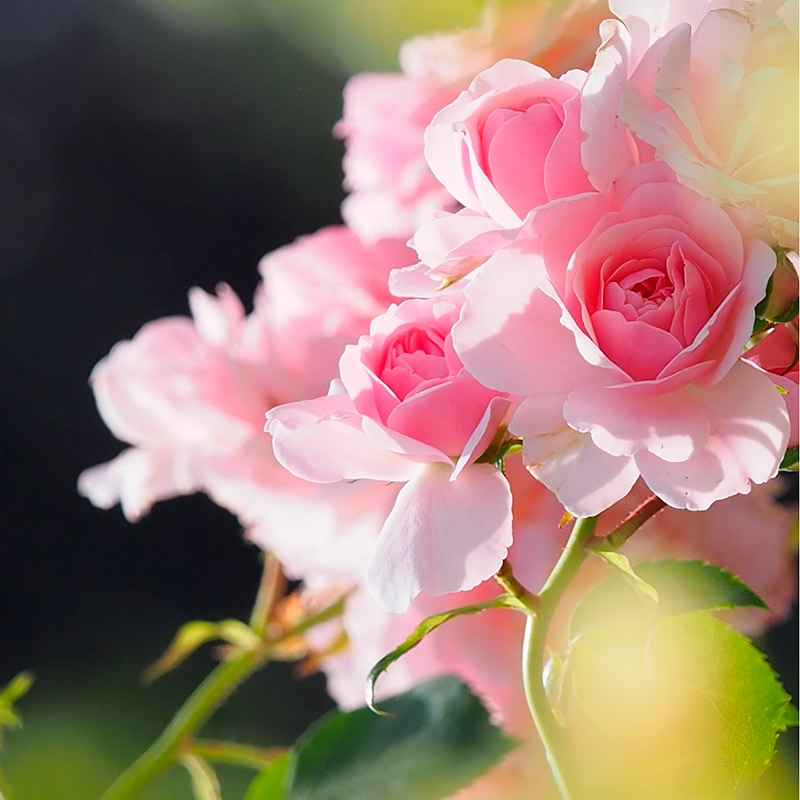 rose