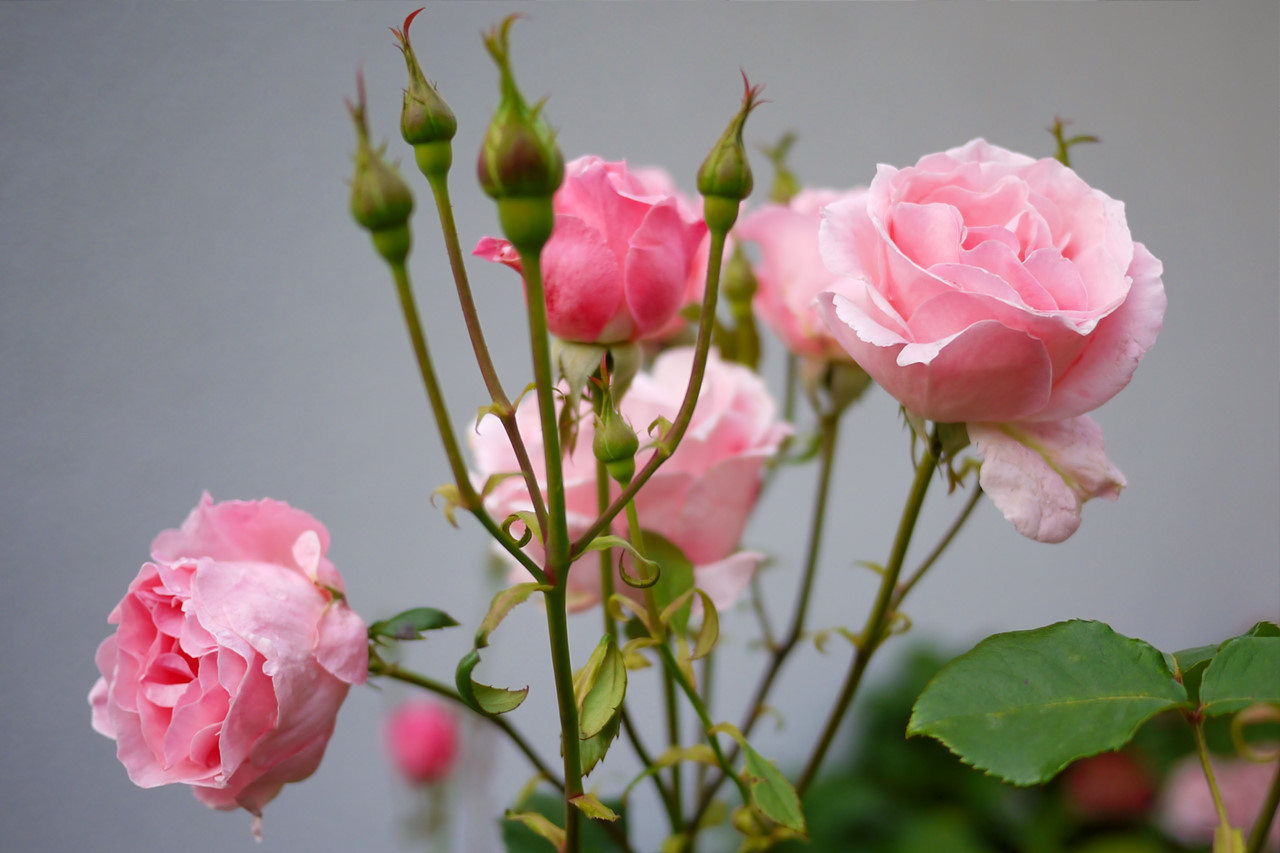 trouver l'amour