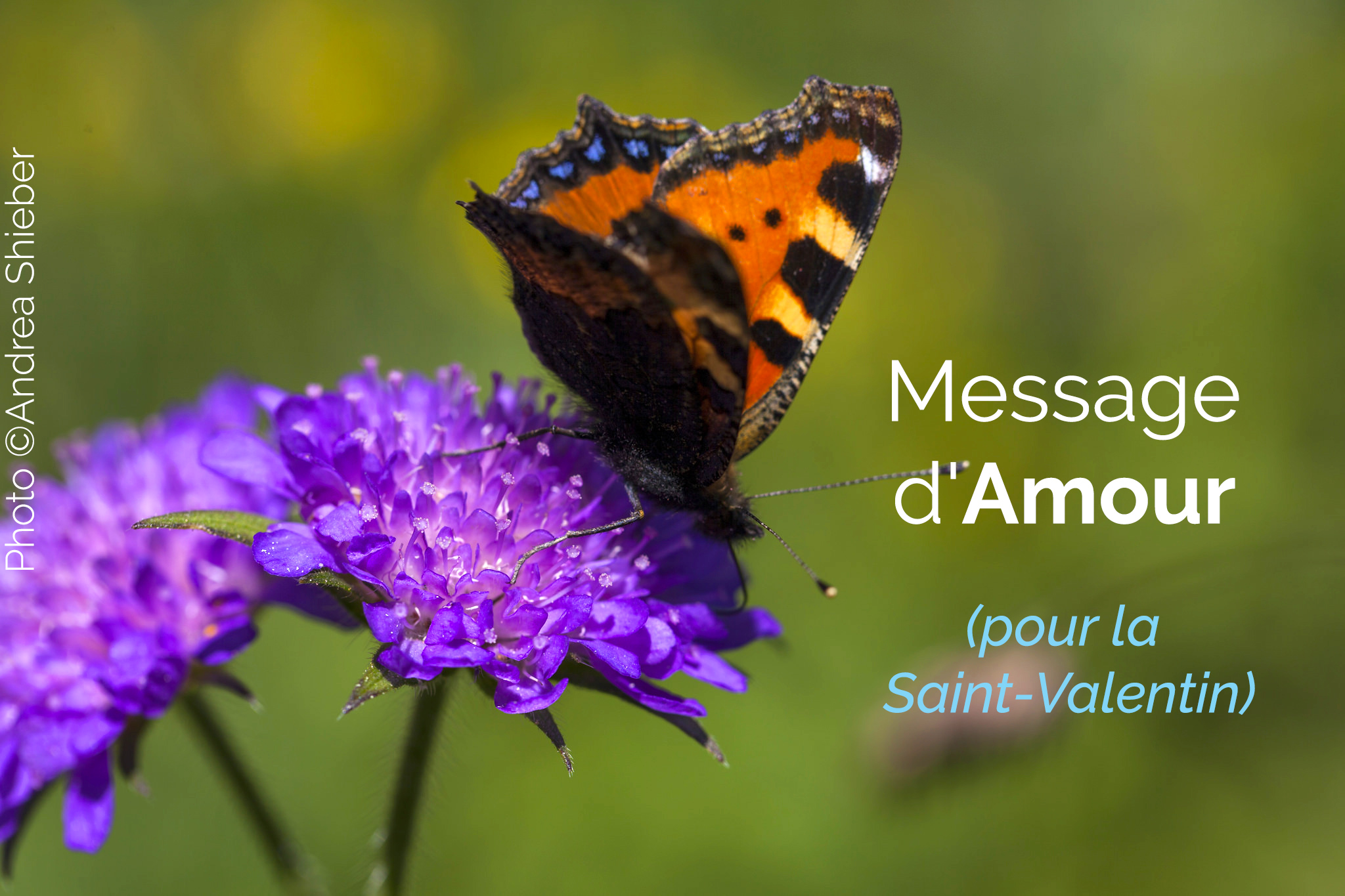 trouver l'amour