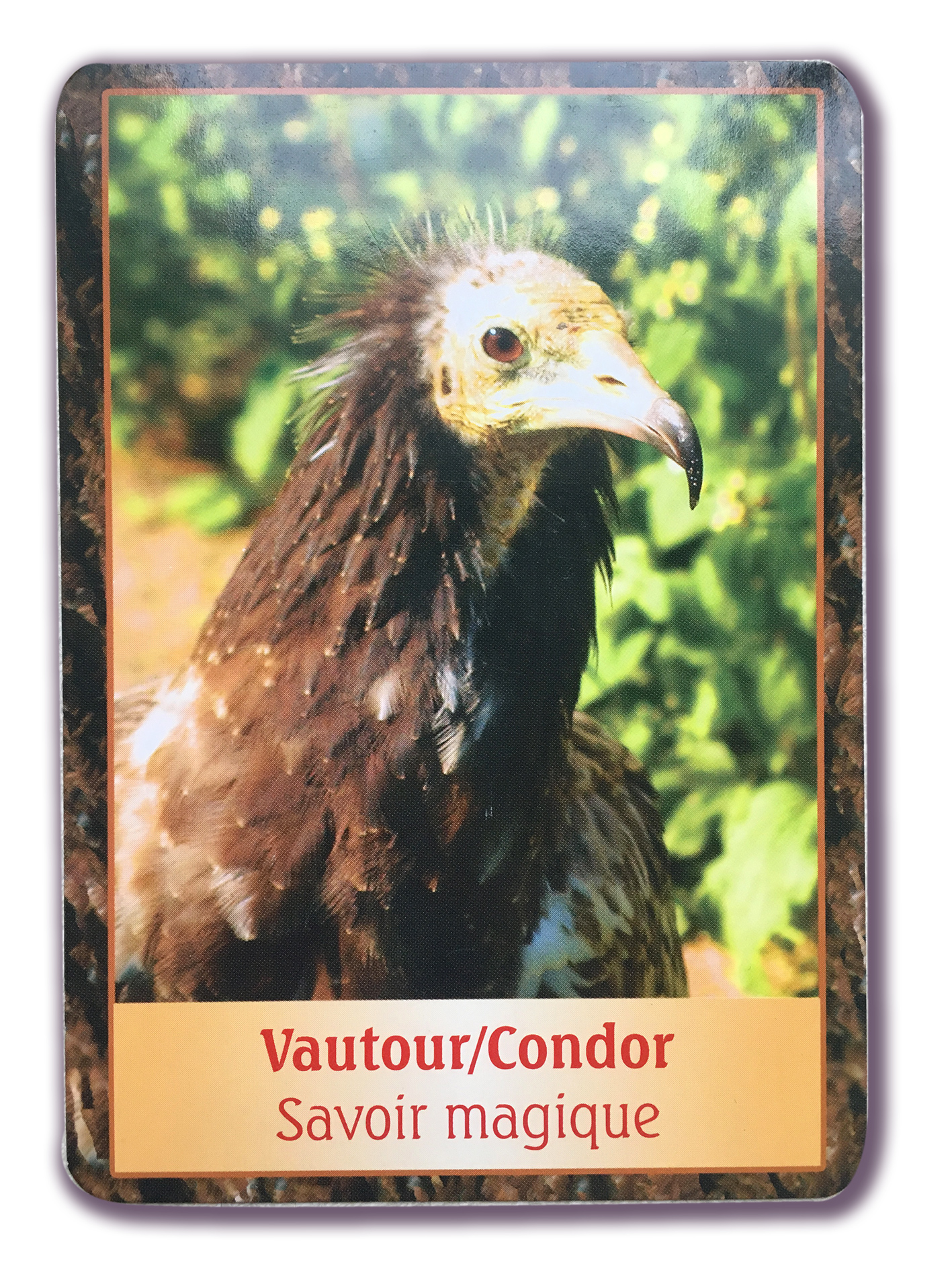 condor