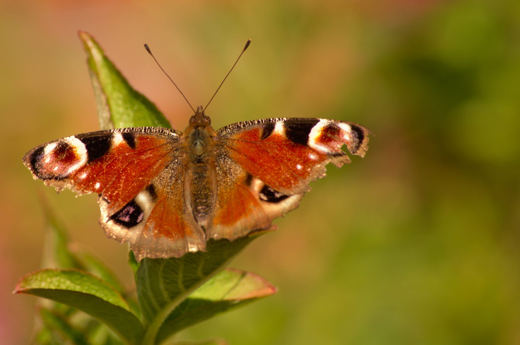 papillon