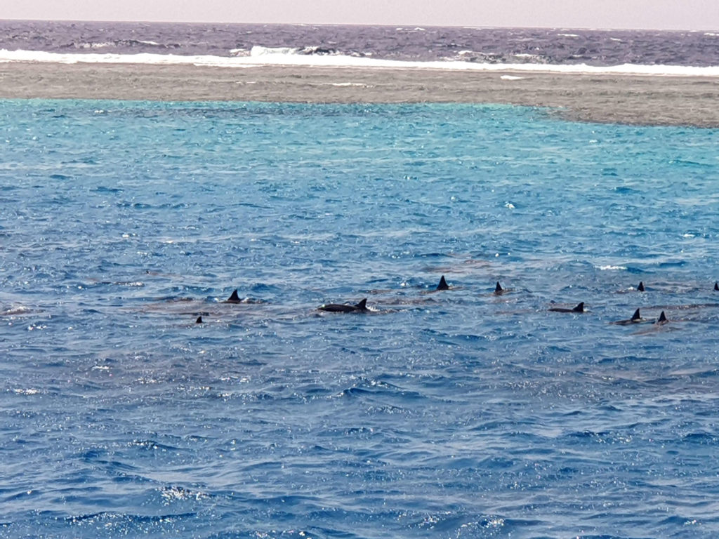 nager avec les dauphins en egypte baie de sataya