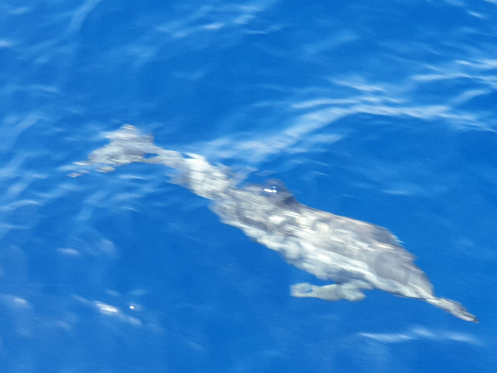 nager avec les dauphins en egypte baie de sataya