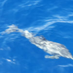Nager avec les dauphins en Égypte